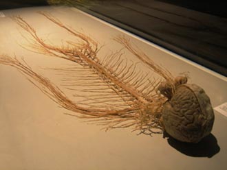 The human nervous system