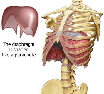The diaphragm is shaped as a parachute.