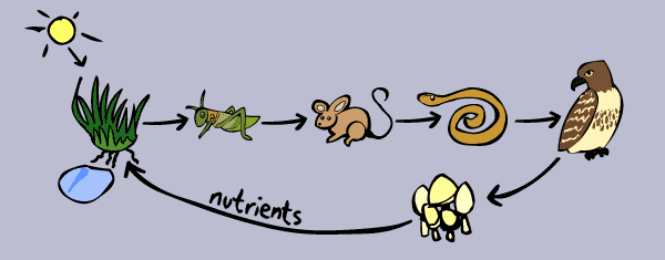 Food chains, even larger are just a few steps
