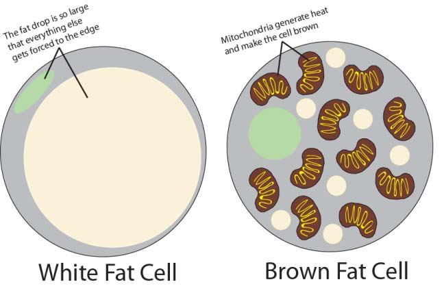 The two different fat cells, white and brown