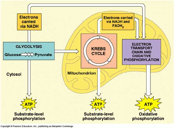 The three types of cell respiration